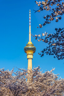 樱花掩映下的高塔景观