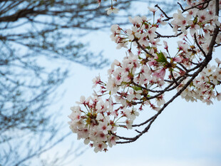 枝头绽放的粉嫩樱花