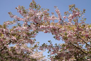 春日烂漫樱花绽放蓝天