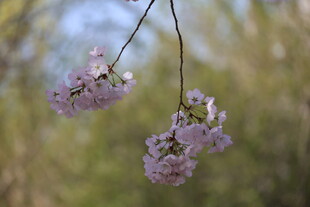 垂枝樱花绽放