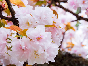 粉嫩樱花绽放枝头