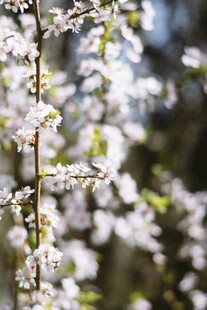 春日繁花枝头绽放