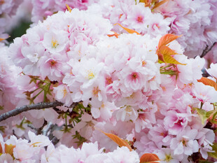 烂漫盛开的美丽粉色樱花