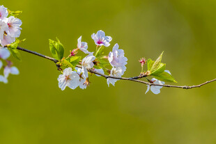 枝头绽放的粉嫩樱花