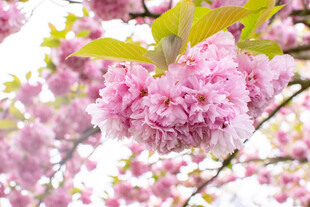 粉嫩樱花绽放枝头