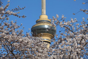 樱花掩映下的高塔