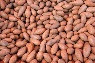 饱满可可豆特写