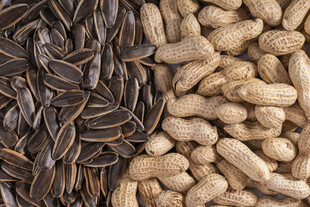 花生与瓜子的美味组合