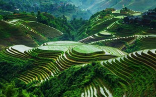 翠绿梯田美景