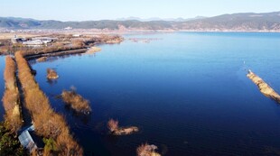 宁静湖景岸边枯草点缀