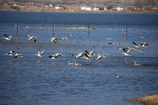 湖面上飞翔的一群鸟儿