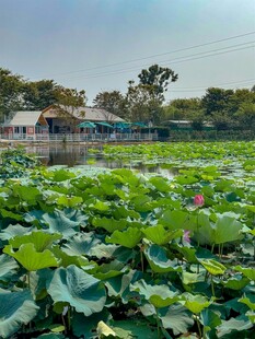 荷塘美景绿意盎然的水乡
