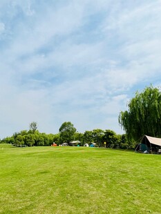 绿意盎然的户外草地风光