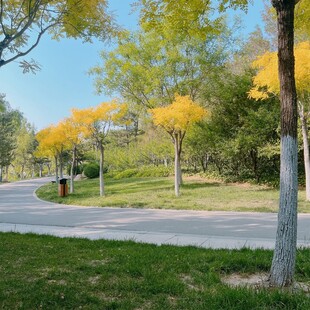 秋日公园林荫路美景