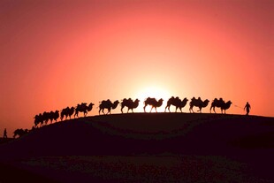 夕阳下的骆驼队剪影