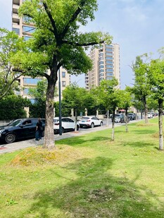 城市街边绿意盎然的景象