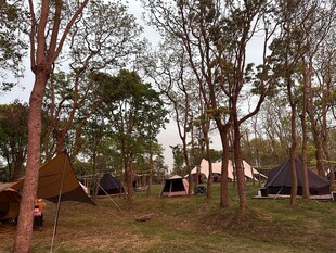 林间露营地静谧野趣浓