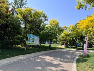 城市林荫小道风景