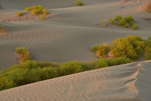 沙漠中的绿意点缀