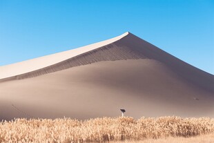 沙漠之丘与金黄植被景观