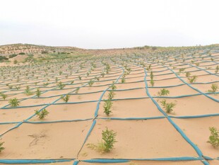 沙漠绿植网格种植景观