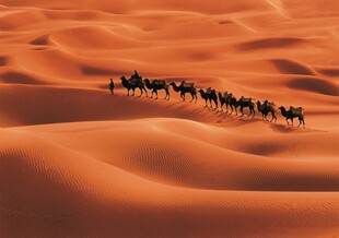 沙漠中行进的骆驼队伍