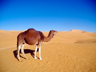 沙漠中的单峰骆驼