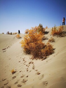 沙漠中的行者与金黄植被