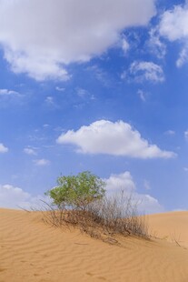 沙漠孤树蓝天之下的生机