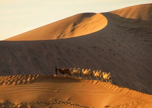 沙漠驼队在夕阳下前行