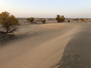 沙漠黄昏中的稀疏植被