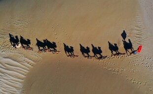 沙漠驼队行进的壮丽景象
