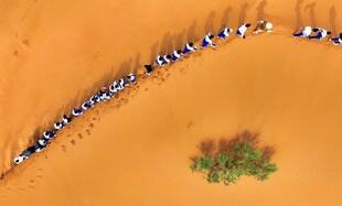 沙漠驼队穿行于绿洲旁