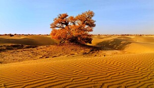 沙漠孤树显苍凉之美