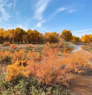秋日河畔绚烂多彩的植被