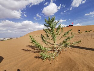 沙漠中的顽强绿植