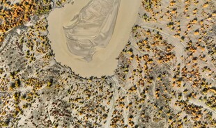 独特纹理的菌类特写