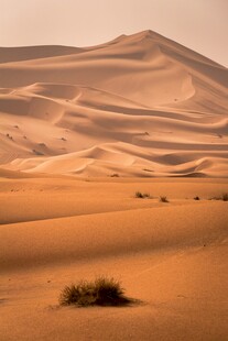 沙漠风光孤独绿植点缀