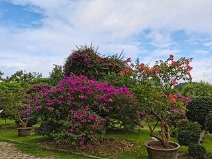 繁花似锦的园林景观
