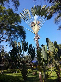 热带植物园中的奇特植物