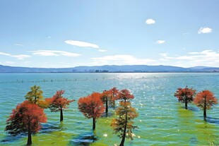 湖畔红树映碧水美景