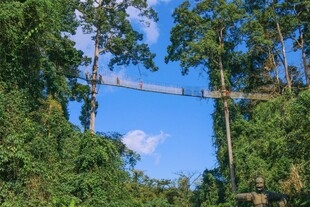 雨林中的悬空吊桥