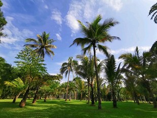 热带风光中的葱郁棕榈林