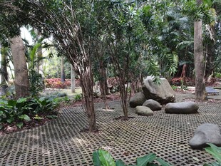 园林景观中的树木与石块