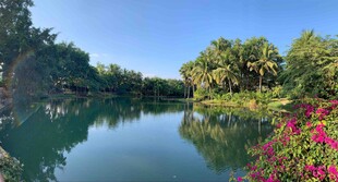 湖畔繁花环绕的静谧美景