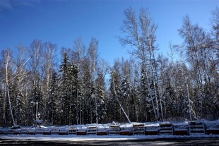 冬日白桦林雪景