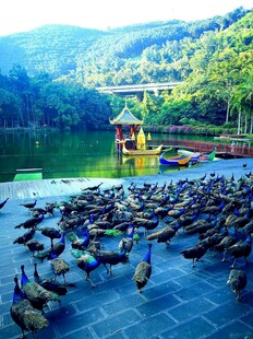 湖畔群鸭嬉戏的美丽景致