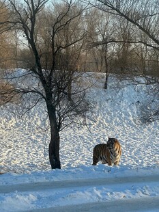 雪地中独行的野生动物