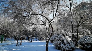 雪后公园雪景展示