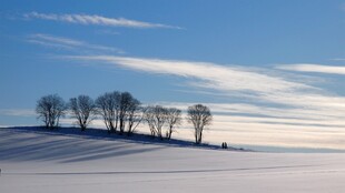 冬日雪野中的树木景观